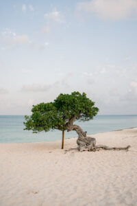 A Fofoti tree on the beach in Aruba