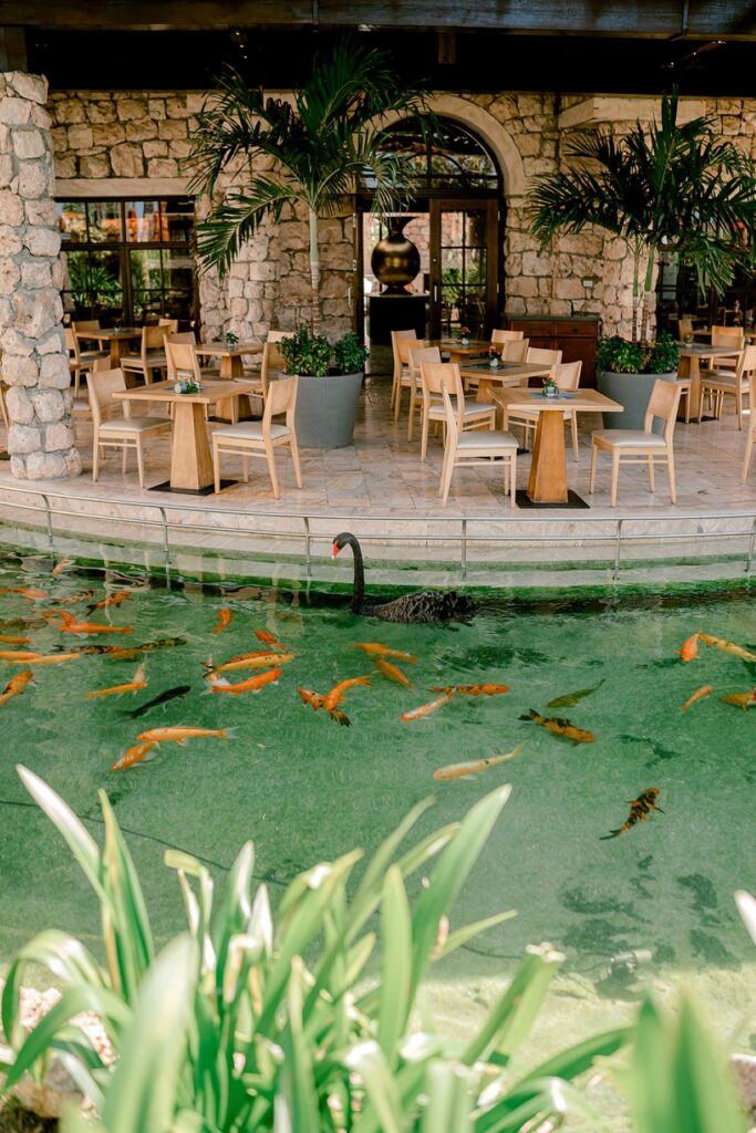 An open-air restaurant at the Hyatt Regency in Aruba, featuring natural stone walls, tropical plants, and wooden dining tables overlooking a serene koi pond with vibrant orange fish and a graceful black swan gliding through the clear water.