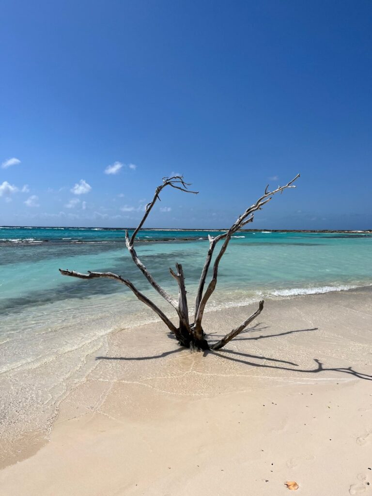 A weathered driftwood tree stands alone in the soft white sand at Baby Beach in Aruba, with gentle turquoise waves lapping the shore under a bright blue sky—capturing the serene beauty of this iconic Caribbean destination.